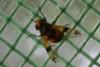 Volucella inflata